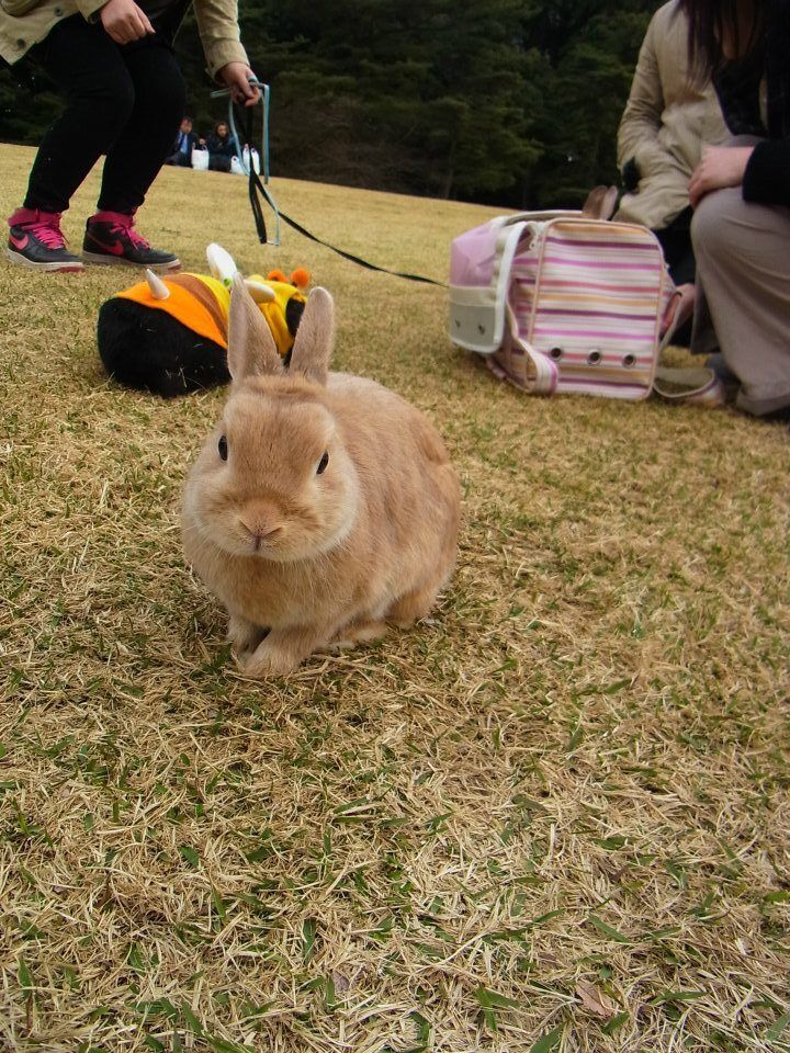 ネザーランドドワーフ みるくの写真 - 03.jpg