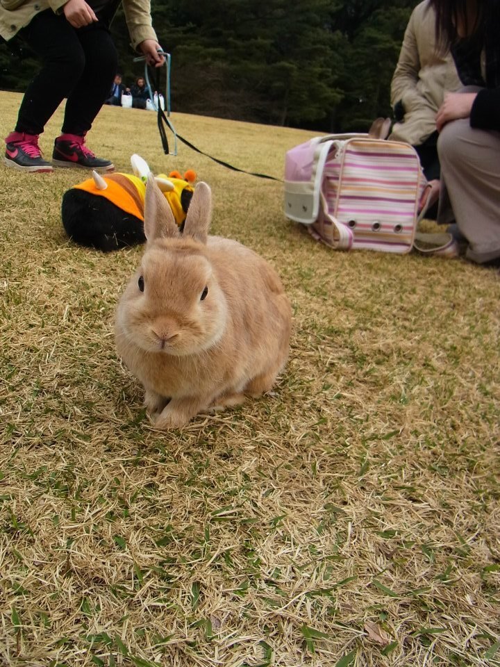 ネザーランドドワーフ みるくの写真 - 03.jpg