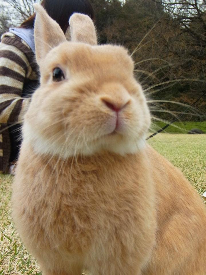 ネザーランドドワーフ みるくの写真 - 04.jpg