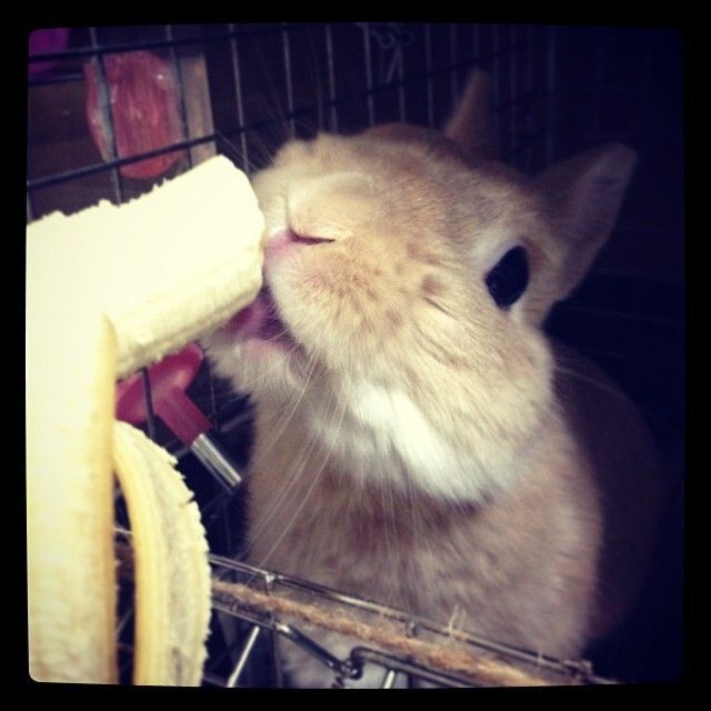 ネザーランドドワーフ みるくの写真 - 05a9fdc6347311e3873822000aeb11d0_8.jpg