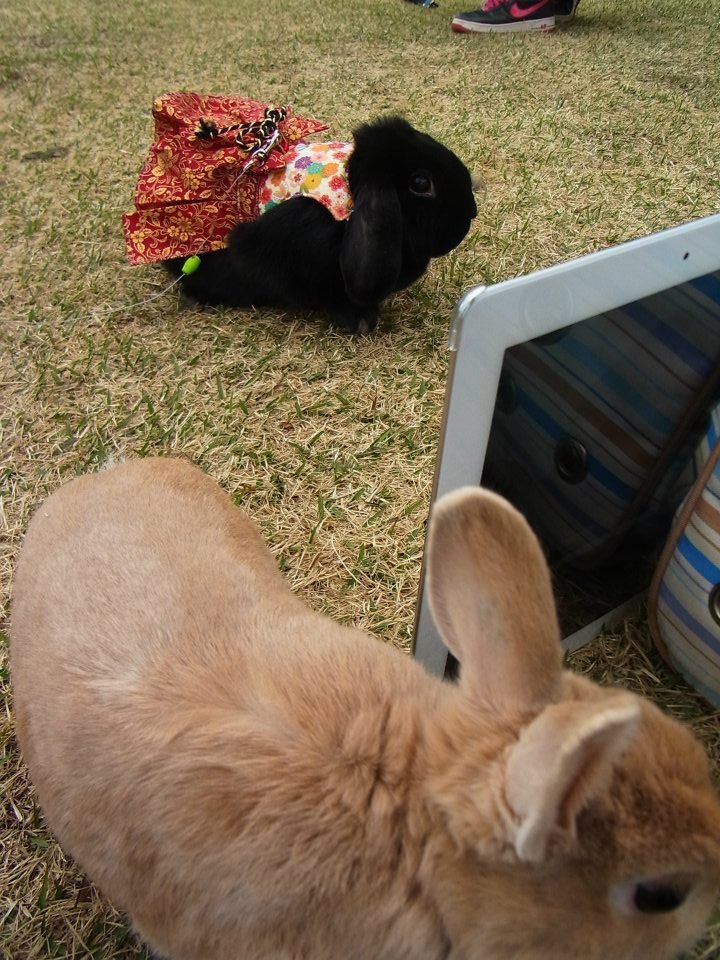 ネザーランドドワーフ みるくの写真 - 06.jpg