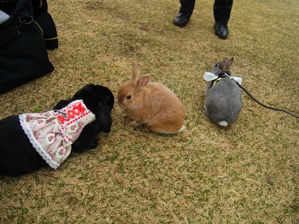 ネザーランドドワーフ みるくの写真 - 07.jpg