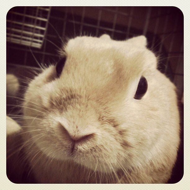 ネザーランドドワーフ みるくの写真 - 08e9f48821f811e3975a22000a1fb425_7.jpg