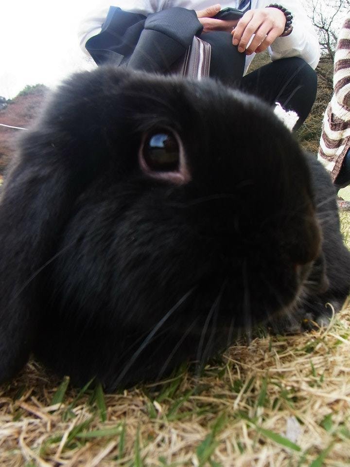 ネザーランドドワーフ みるくの写真 - 10.jpg