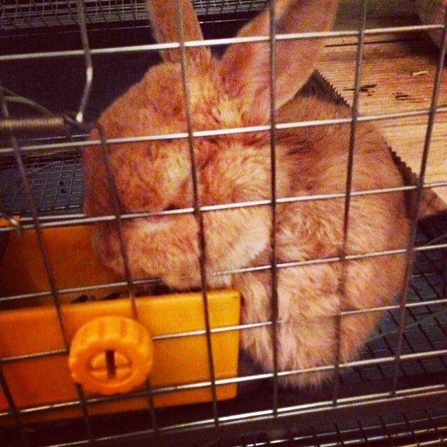 とても窮屈な状態でご飯をたべてます。。。どんだけお腹減ってんだか(´･_･`)