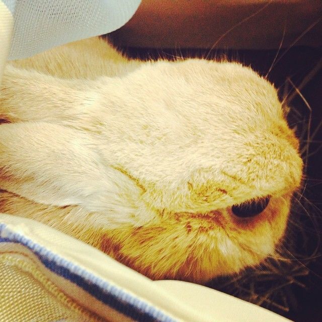 ホテルからおうちへ帰り中ー！牧草食べてるところを連れ出したのでいじけてます