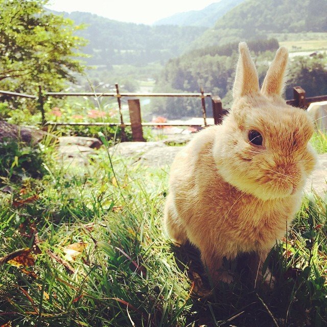 白川郷でうさんぽナウ！
