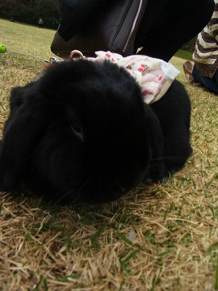 ネザーランドドワーフ みるくの写真 - 11.jpg