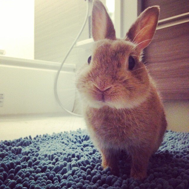 ネザーランドドワーフ みるくの写真 - 1598905_286168664900045_1861094689_n.jpg