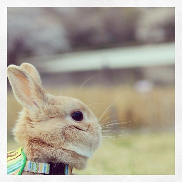 ネザーランドドワーフ みるくの写真 - 18992422988111e282e022000a1fbc68_7.jpg