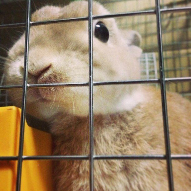 ネザーランドドワーフ みるくの写真 - 1b71cac660bb11e2ab3b22000a9f14cb_7.jpg