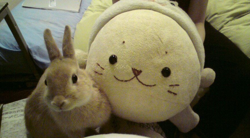 ネザーランドドワーフ みるくの写真 - 20080614232900-1-e1631003108612.jpg
