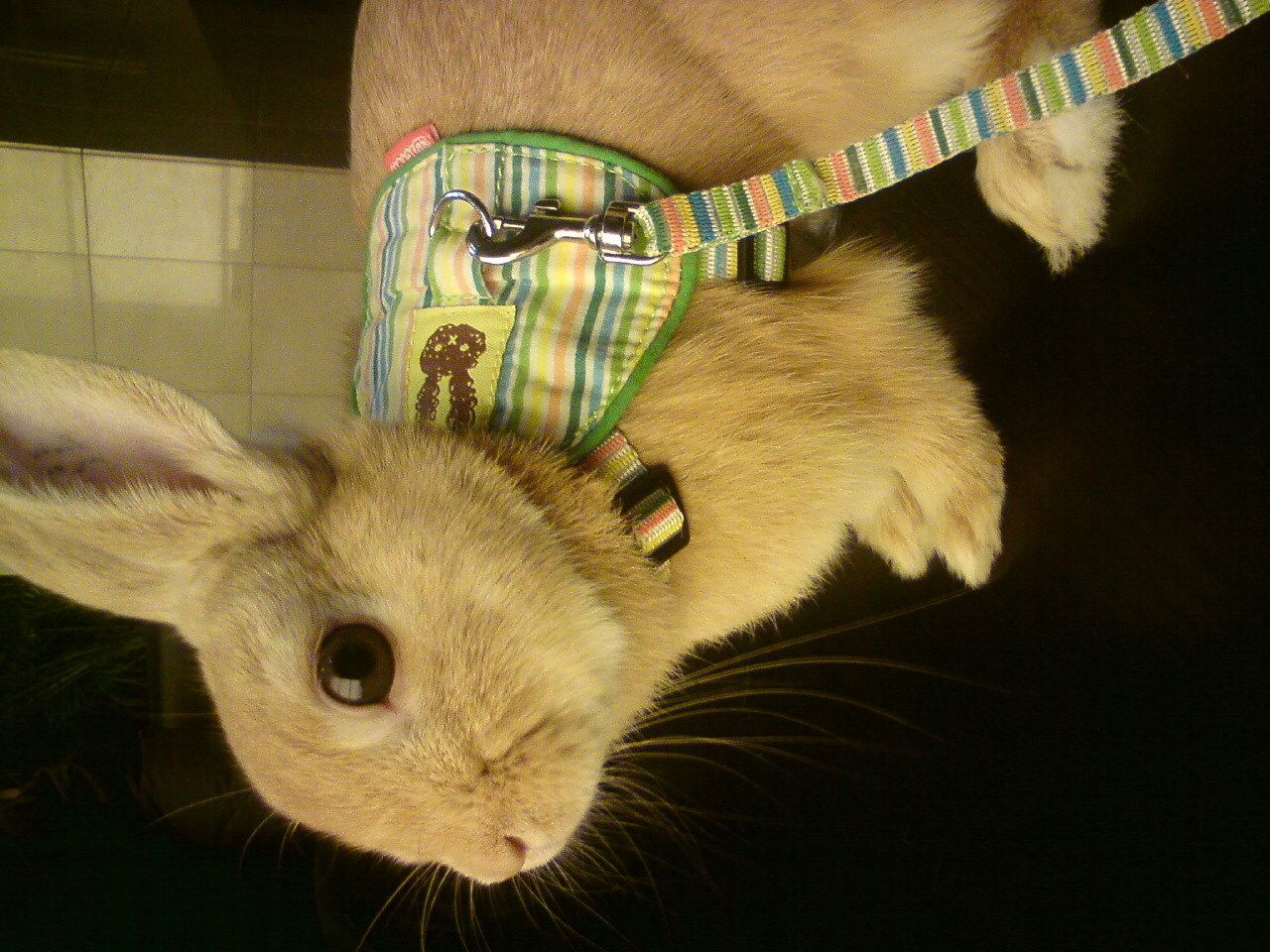 調子のってます