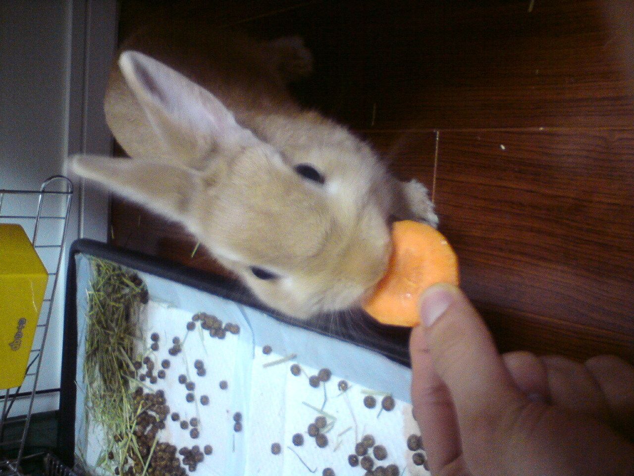 にんじん美味しい！