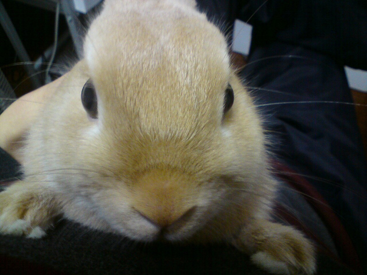 抱っこ嫌いだよ！