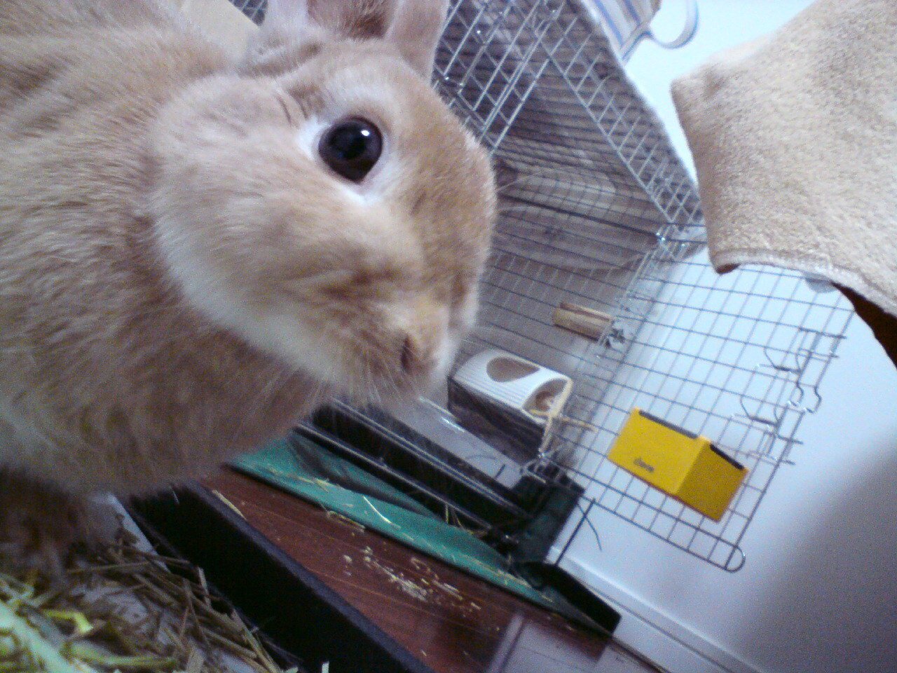 ネザーランドドワーフ みるくの写真 - 20090208000150.jpg