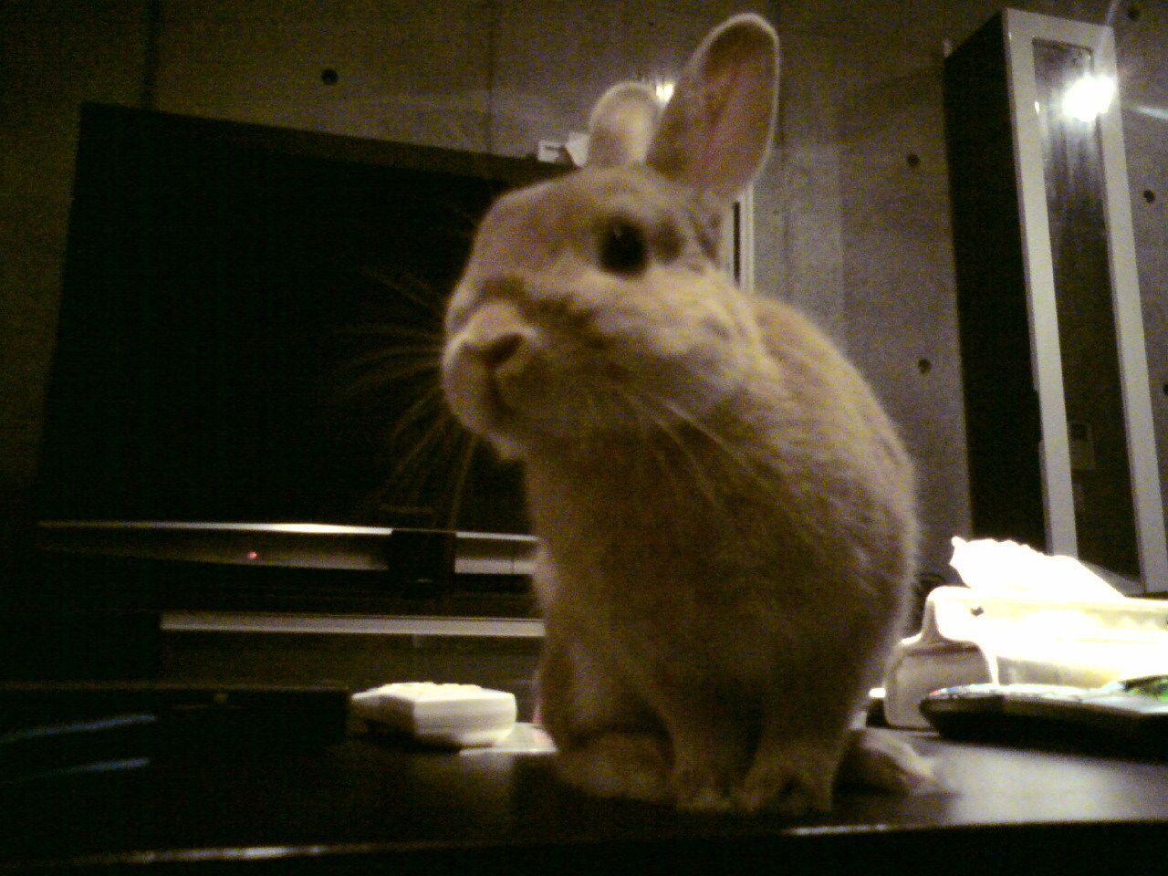 お引っ越ししたの！