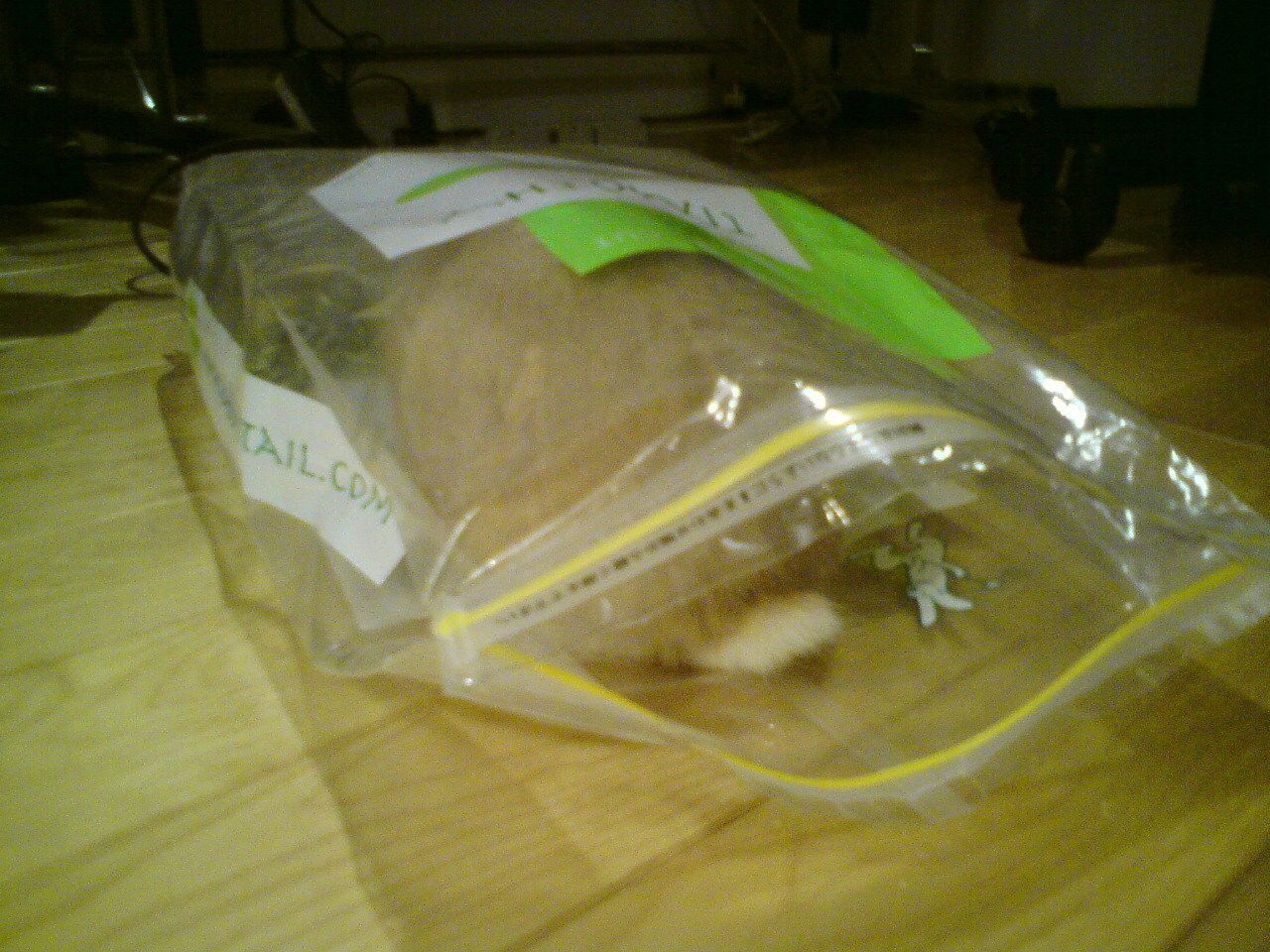 ネザーランドドワーフ みるくの写真 - 20090602005456.jpg