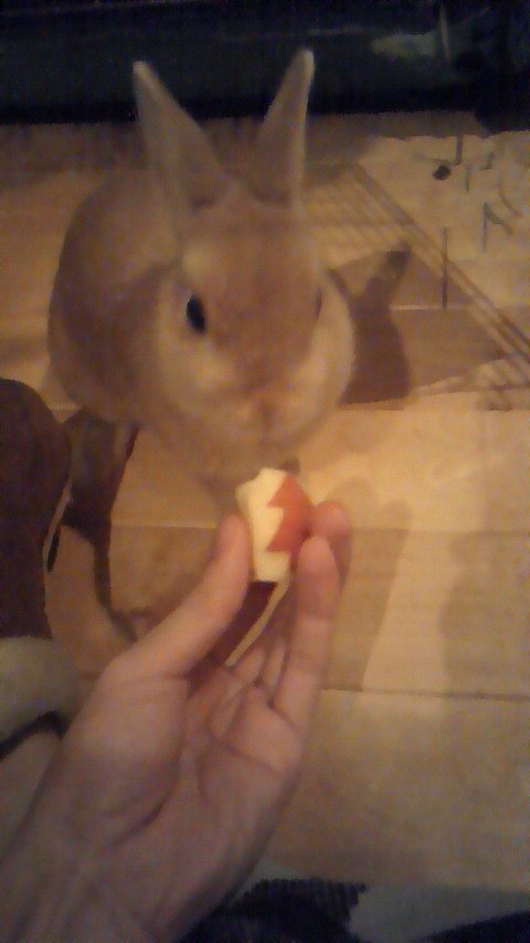 ネザーランドドワーフ みるくの写真 - 201012260005000.jpg