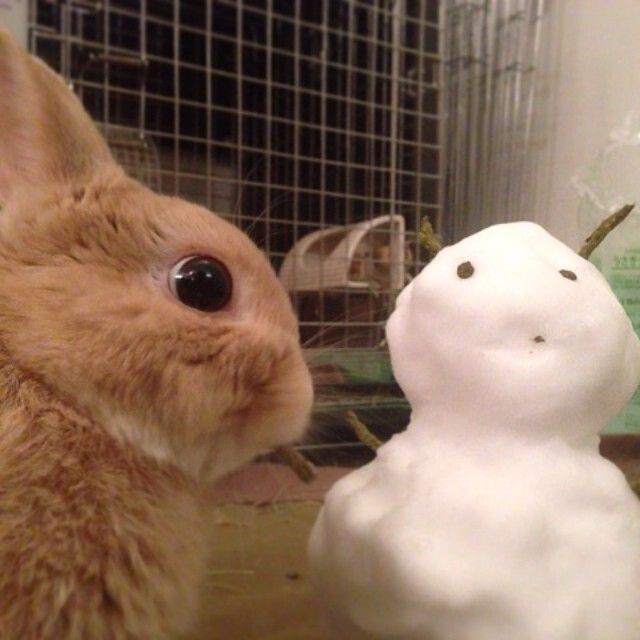 雪だるまを作ってもらったよ！