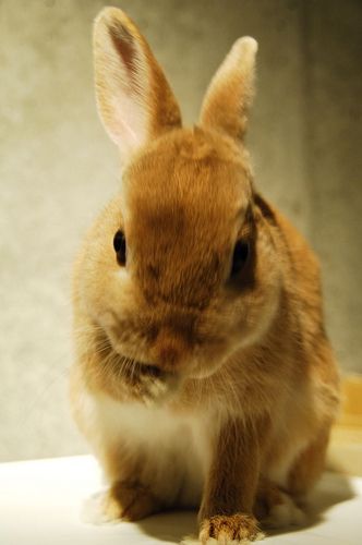 ネザーランドドワーフ みるくの写真 - 3379146909_e135196611.jpg