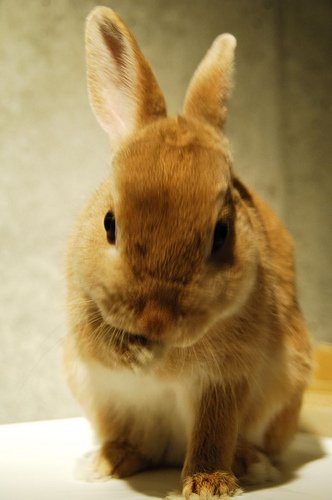 ネザーランドドワーフ みるくの写真 - 3379146909_e135196611.jpg