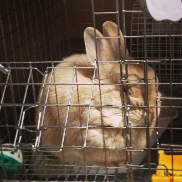 ケージにめり込みながら昼寝中