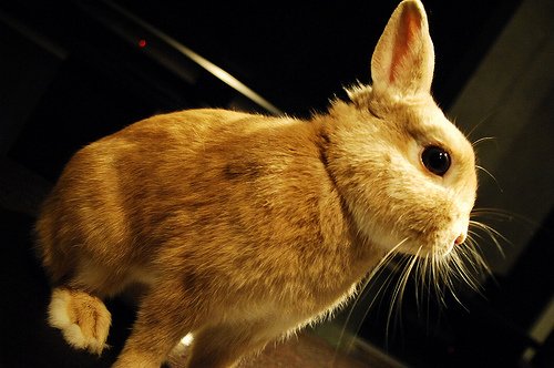 換毛期がやっとおわった！