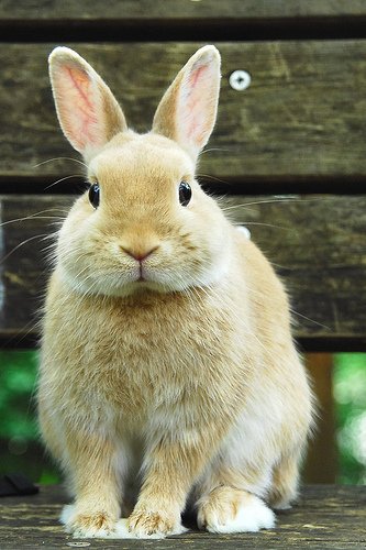 久々のうさんぽ