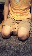 ネザーランドドワーフ みるくの写真 - 3908739376_9f2322afc1_m.jpg