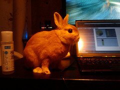 ネザーランドドワーフ みるくの写真 - 4282123384_b640af558b_m.jpg