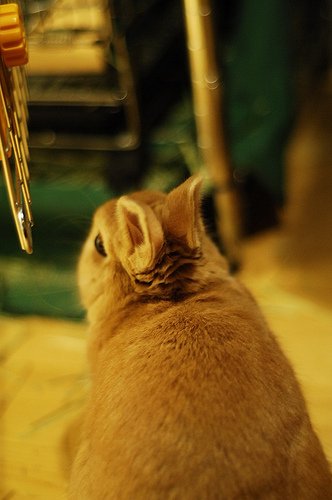 ネザーランドドワーフ みるくの写真 - 4327712095_a06ff8f84d.jpg
