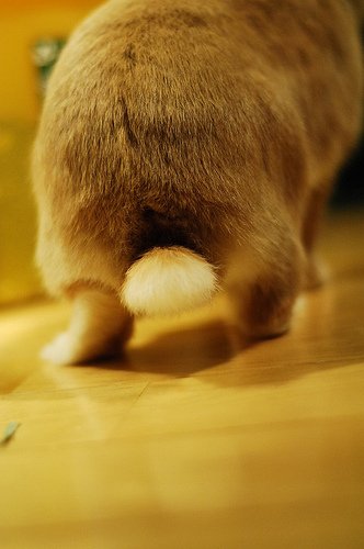 うさぎのしっぽ