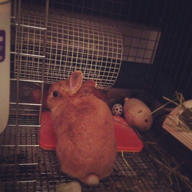 呼んでも、ヒーターから離れません(´･_･`)