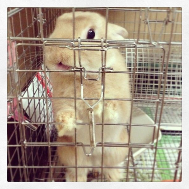 おやつが欲しいです！