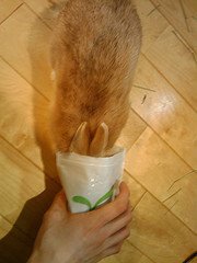 おやつの袋に顔をつっこむ！