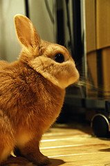 ネザーランドドワーフ みるくの写真 - 4551540430_1a2d014504_m.jpg
