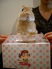 みるくとミルキーロール