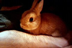 股のくぼみにすっぽり