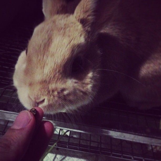 うんこみたいなチョコは食べないけど、チョコみたいなうんこは食べるよ☆