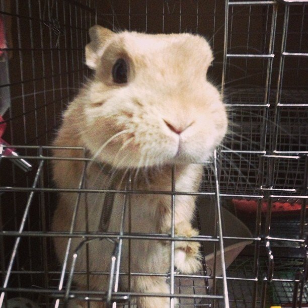 なでなでされたいようです