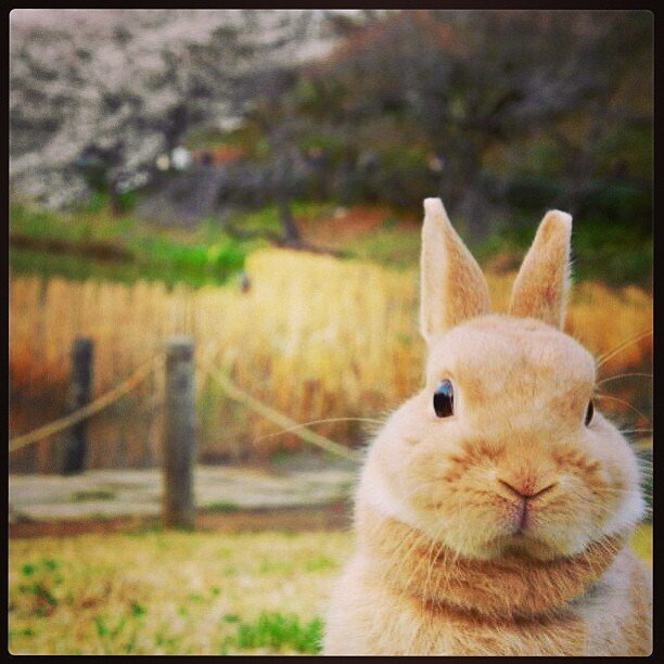 お花見したよ！