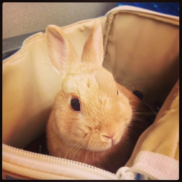 300キロで移動するウサギ。