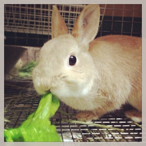 mgmg