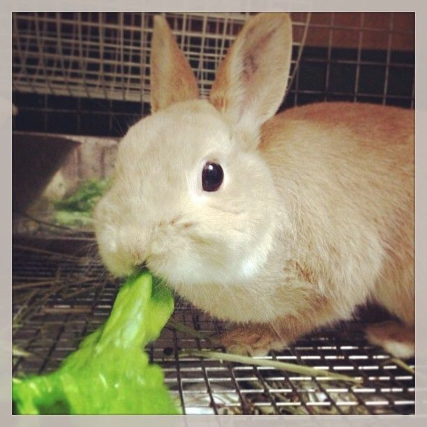 mgmg