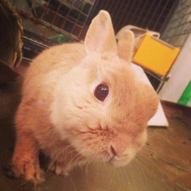 なでなでして欲しいようです