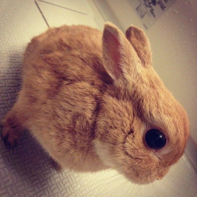 撫でて欲しい時の耳の形