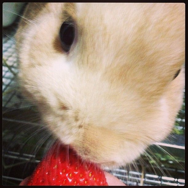 一粒50円のあまおう。。。