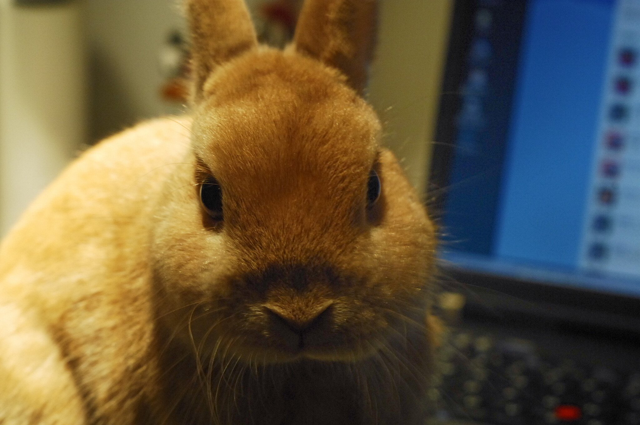 ネザーランドドワーフ みるくの写真 - DSC_1006.JPG