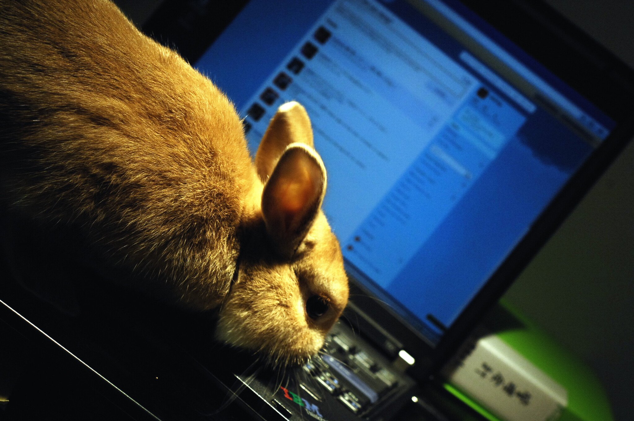 ネザーランドドワーフ みるくの写真 - DSC_1010.JPG